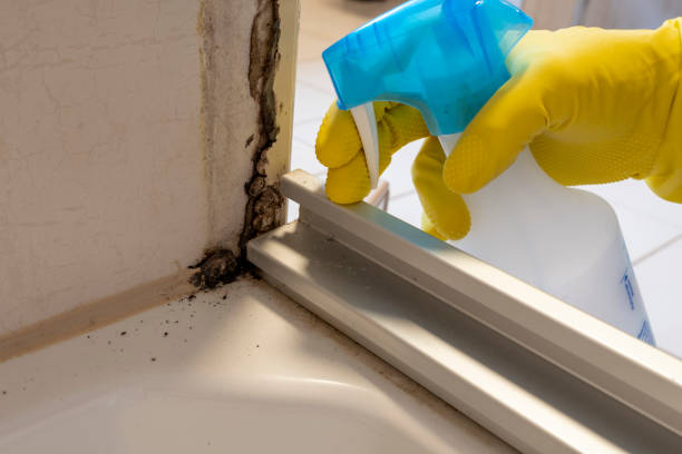 Best Residential Mold Remediation in Olathe, KS